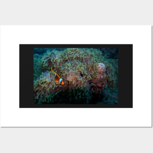 sea anemone and clownfish Posters and Art